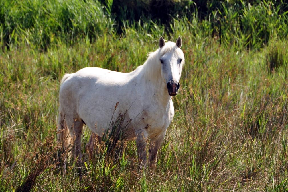 France, Provence, Camargue, Saintes Maries de la Mer